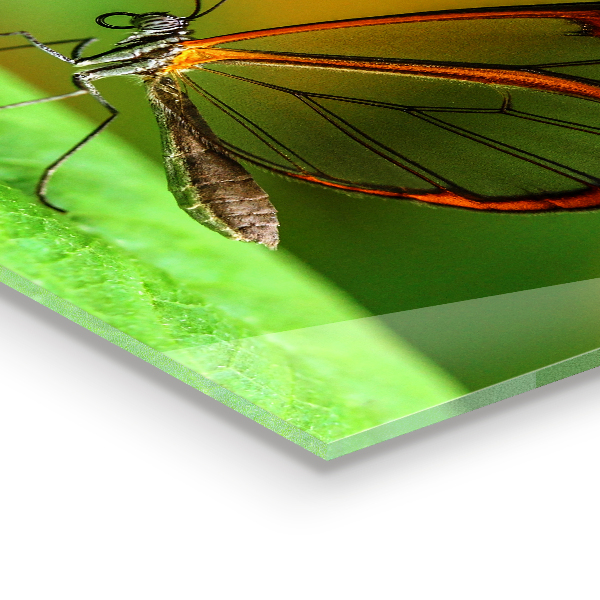 Pannello paraschizzi cucina Farfalla su una foglia