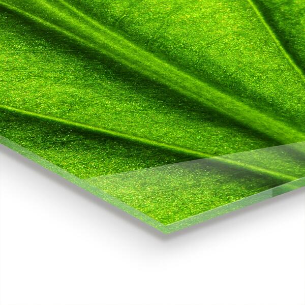 Rivestimento parete cucina Dettagli foglia verde