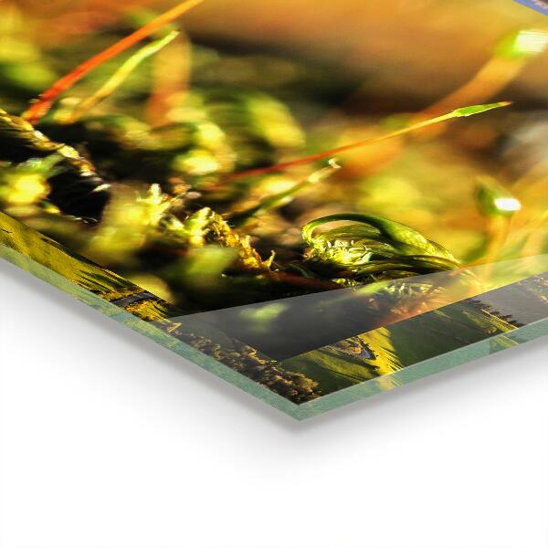 Pannello paraschizzi cucina Dettagli del muschio di foresta