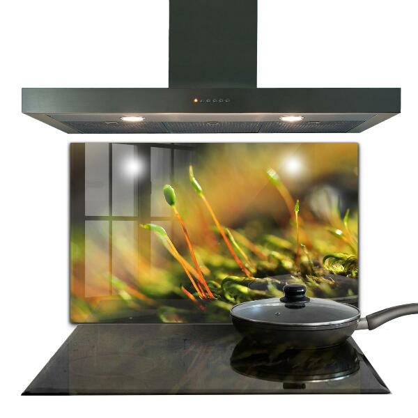 Pannello paraschizzi cucina Dettagli del muschio di foresta
