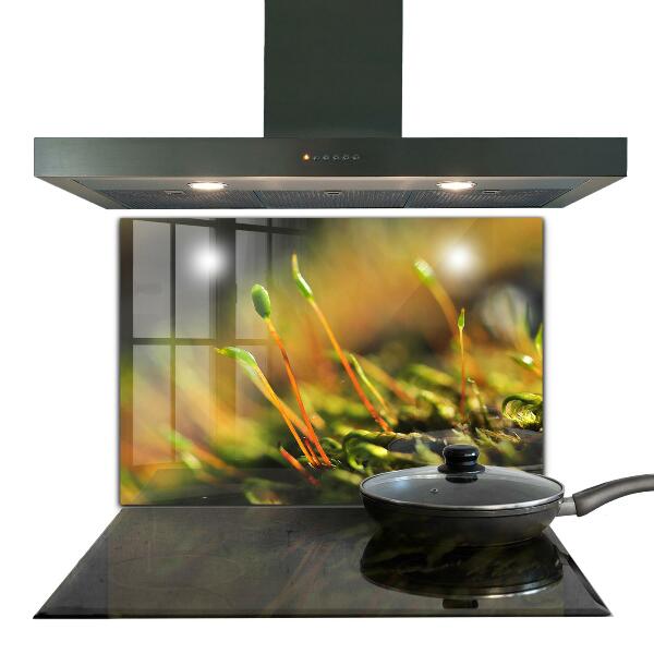 Pannello paraschizzi cucina Dettagli del muschio di foresta