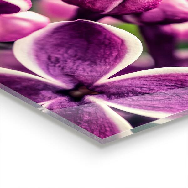 Pannello paraschizzi cucina Bellezza naturale dei gigli rosa