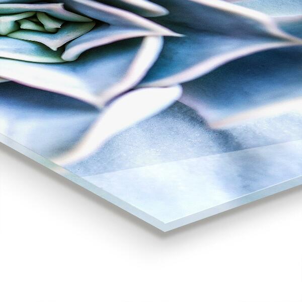 Pannello paraschizzi cucina Cactus succulento