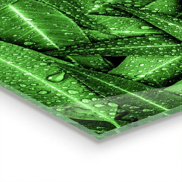 Pannello retrocucina Foglie verdi dopo la pioggia