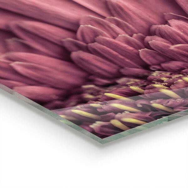 Pannello retrocucina Fiore margaretka gerbera