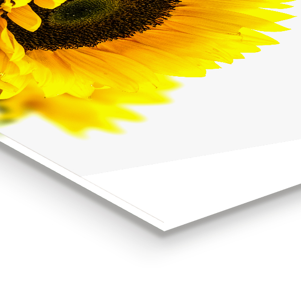 Pannello retrocucina Mazzo di girasole estivo