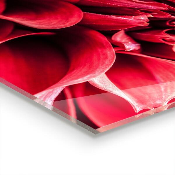 Pannello paraschizzi cucina Il potere energetico dei fiori della natura