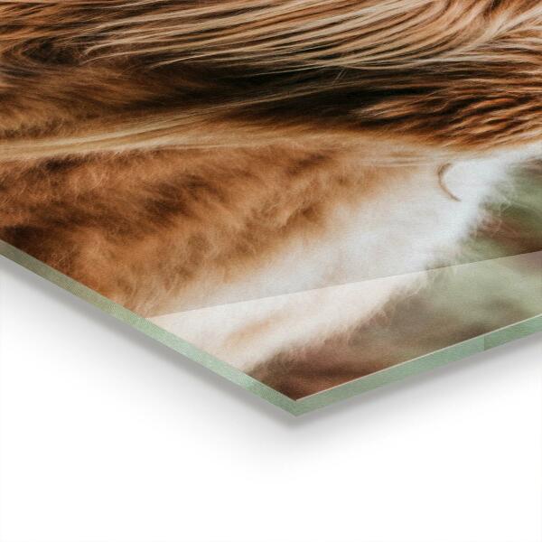 Pannello paraschizzi cucina Mucca in stile cottage delle highland