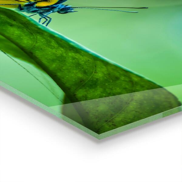 Pannello paraschizzi cucina Farfalla appoggiata su una foglia